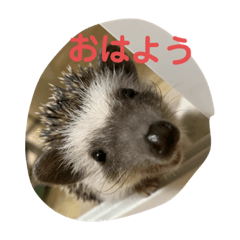 [LINEスタンプ] うちのかるびくん