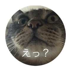 [LINEスタンプ] ニャンゴロースタンプ3