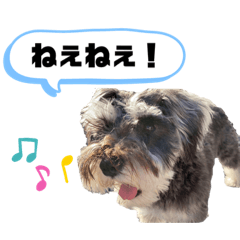 [LINEスタンプ] ミニシュナの日常会話スタンプ