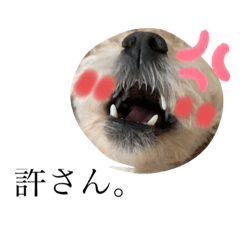[LINEスタンプ] わんこと見せかけた私の気持ち