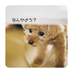 [LINEスタンプ] つかいづらいイヌのすたんぷ