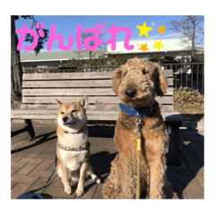 [LINEスタンプ] 我が家の犬たち！
