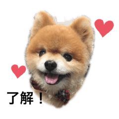 [LINEスタンプ] ポメラニアンのヘレンちゃん