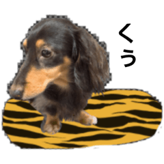 [LINEスタンプ] 可愛いイヌたち