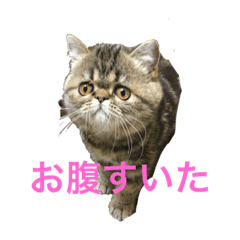 [LINEスタンプ] 食いしん坊 マロン