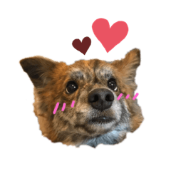 [LINEスタンプ] 我が家の珍犬