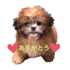 [LINEスタンプ] キッズスタンプ！すぎ一家
