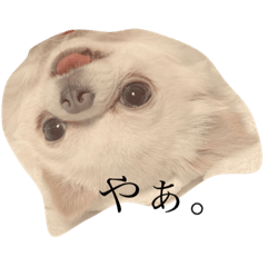 [LINEスタンプ] おもちくんだよ。
