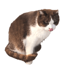 [LINEスタンプ] 猫・ココアのスタンプ