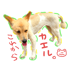 [LINEスタンプ] うちのこきなこ。