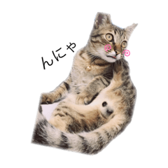 [LINEスタンプ] 保護猫にゃんこ