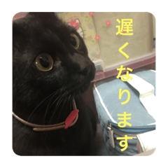 [LINEスタンプ] わたしの黒猫友達スタンプ