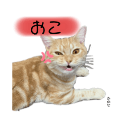 [LINEスタンプ] あめ太すたんぷ