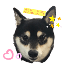 [LINEスタンプ] 柴犬おとめ