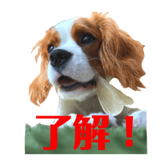 [LINEスタンプ] キャバリアのスタンプ①