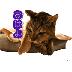 [LINEスタンプ] にゃんにゃるすたんぷ