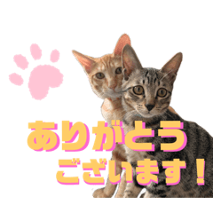 [LINEスタンプ] はれもちすたんぷ③〜敬語〜