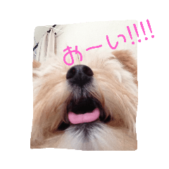 [LINEスタンプ] ポメプーの日常♡