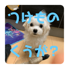 [LINEスタンプ] 奥山家いぬ