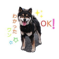 [LINEスタンプ] タレ目の柴犬くん