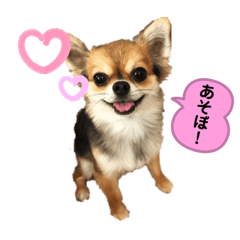 [LINEスタンプ] とらまるくんのスタンプ