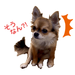 [LINEスタンプ] とらまるくんのスタンプ2