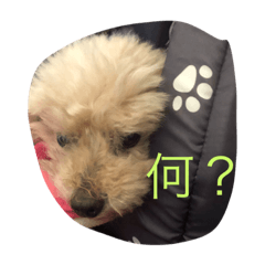 [LINEスタンプ] ココアくんスタンプ♡