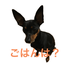 [LINEスタンプ] ミニピンラブラブ1
