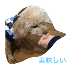 [LINEスタンプ] 心愛くんスタンプ♡文字外