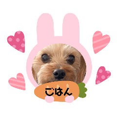 [LINEスタンプ] ヨーキーもうすぐ10才