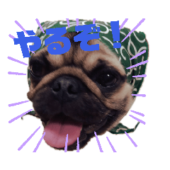 [LINEスタンプ] ぱぐ犬こてつの画像（メイン）