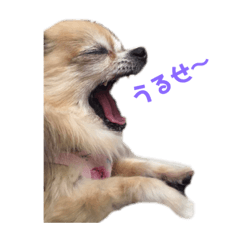 [LINEスタンプ] フラン様の激かわスタンプ