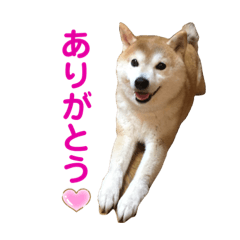 [LINEスタンプ] はなちゃんスタンプbyかの