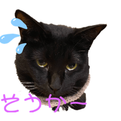 [LINEスタンプ] 黒猫みぃちゃんのスタンプ