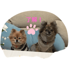 [LINEスタンプ] 私たちポメラニアンだよ