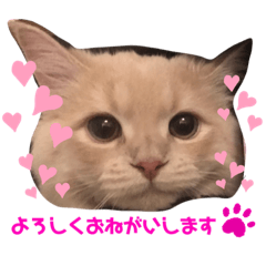 [LINEスタンプ] 子猫のライぼうや♪第2弾！！