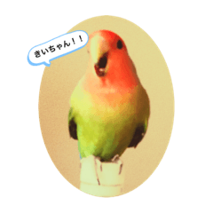 [LINEスタンプ] コザクラインコのきいちゃん