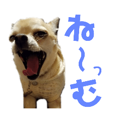 [LINEスタンプ] チワワの一家