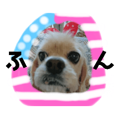 [LINEスタンプ] アメコスタンプだよ