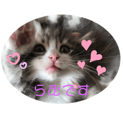 [LINEスタンプ] ふわふわなこねこ