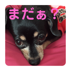 [LINEスタンプ] しいなとこはる