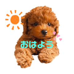 [LINEスタンプ] トイプードル「ぴの」