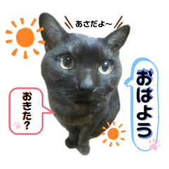 [LINEスタンプ] 谷口家の3ニャン達(=^x^=)
