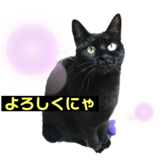 [LINEスタンプ] 黒猫こったん2