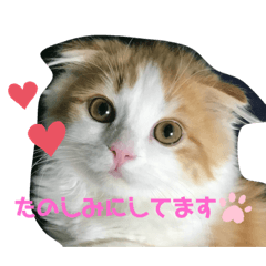 [LINEスタンプ] 子猫のロイぼうや♪第2弾！！