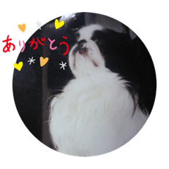 [LINEスタンプ] 狆スタンプ。