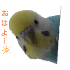 [LINEスタンプ] セキセイインコ ピースケ