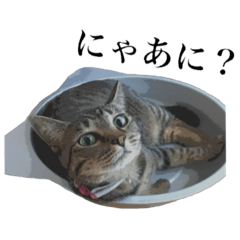 [LINEスタンプ] ハルちゃんの1日