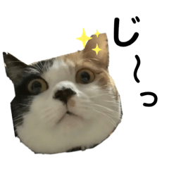 [LINEスタンプ] 愛しのきなちゃスタンプ第二弾