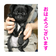 [LINEスタンプ] monpe pug life①